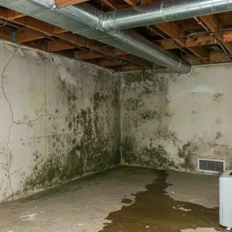 Professional Mold Removal in Bellwood, IL